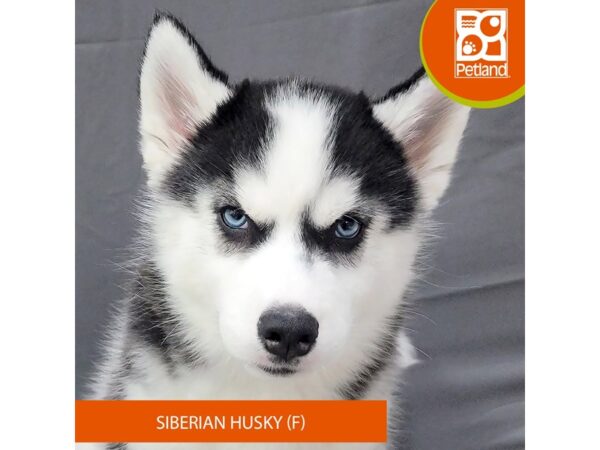 Siberian Husky – 2067