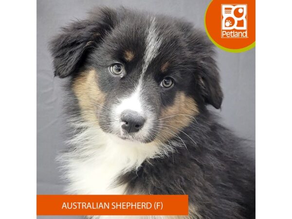 Australian Shepherd – 2066