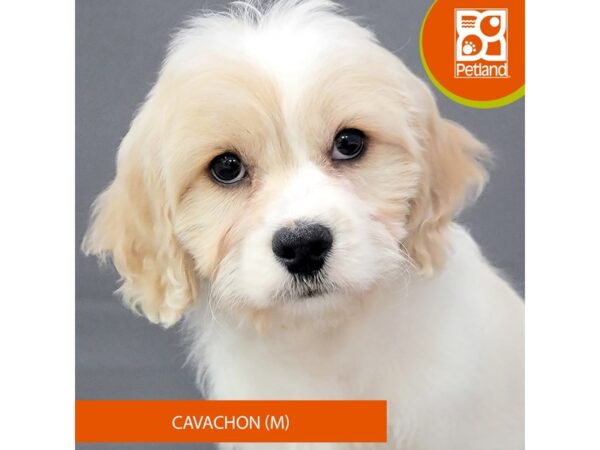 Cavachon – 2063