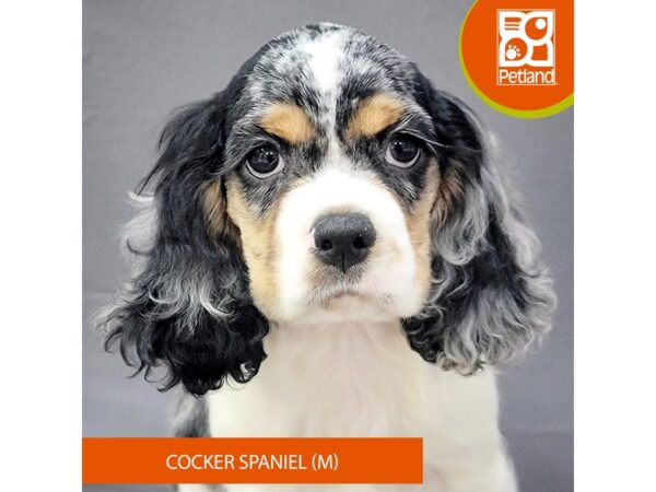 Cocker Spaniel – 2062