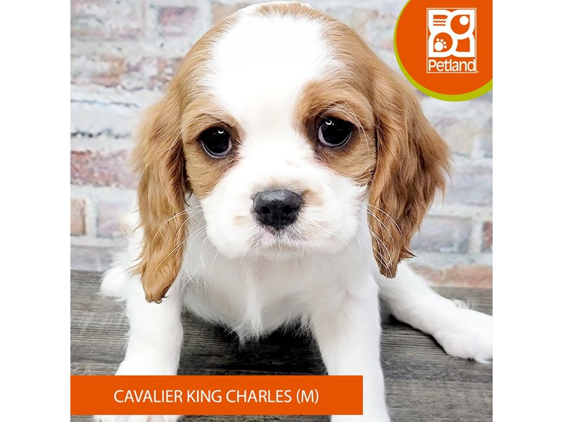 Available Pets Petland Gallipolis, OH