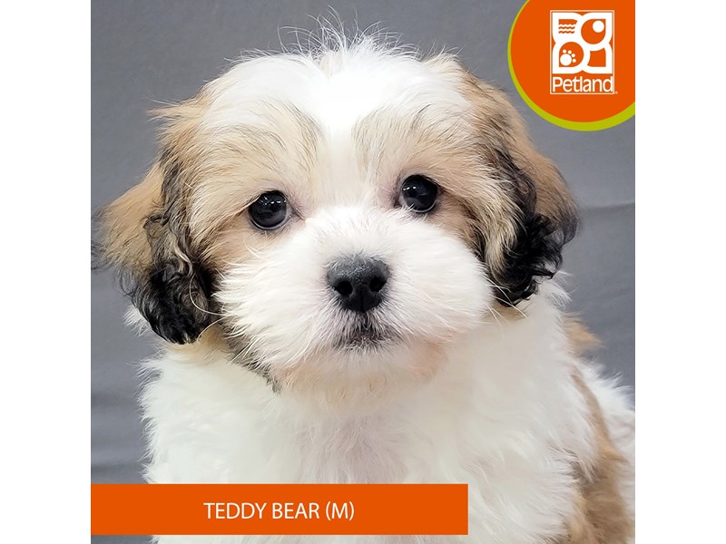 Available Pets Page 2 of 2 Petland Gallipolis, OH