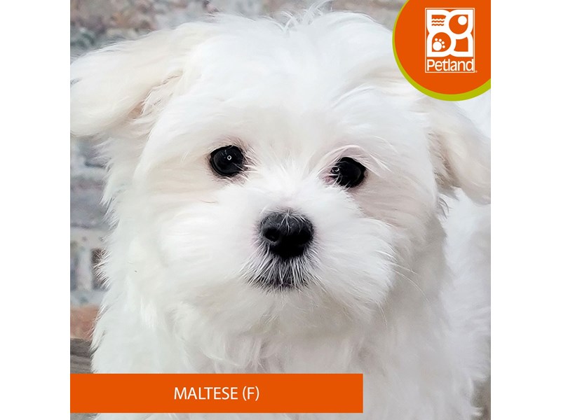 Maltese Puppies For Sale Petland Gallipolis, OH