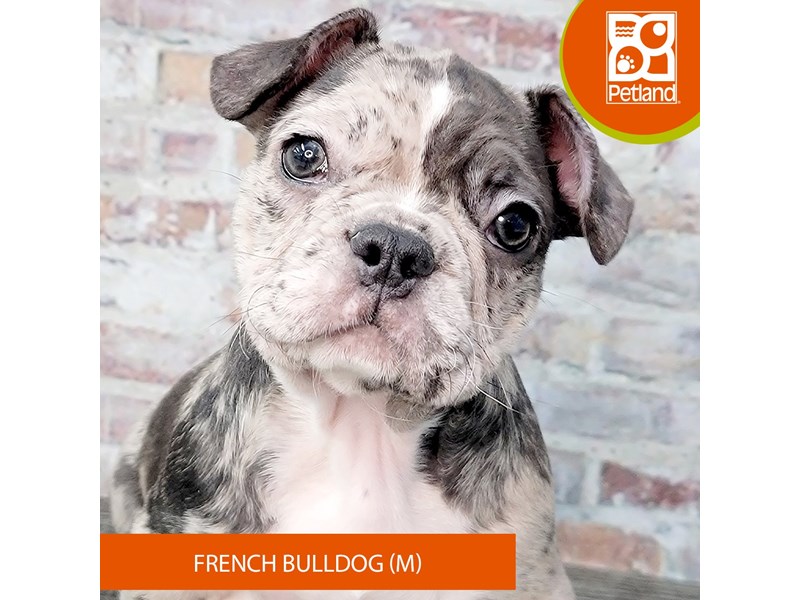 Available Pets Petland Gallipolis, OH