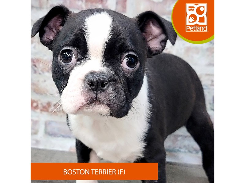 Boston Terrier Puppies For Sale Petland Gallipolis, OH