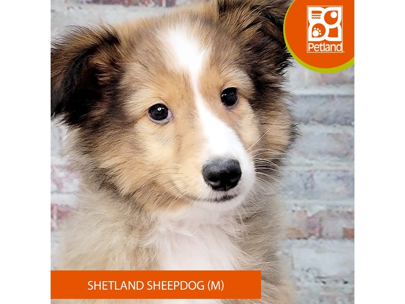 Available Pets Petland Gallipolis, OH