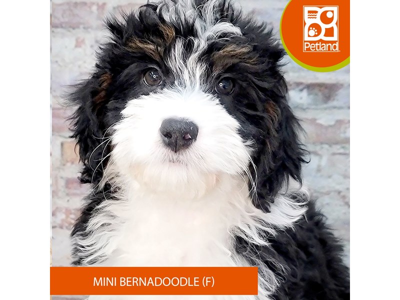 Available Pets Petland Gallipolis, OH