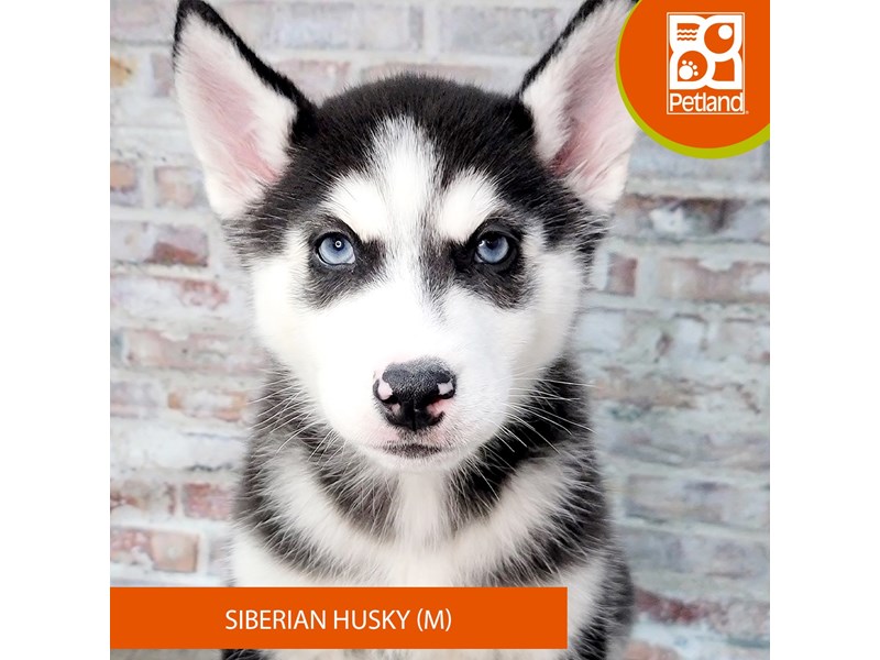 Available Pets Petland Gallipolis, OH