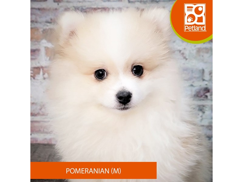 Available Pets Petland Gallipolis, OH