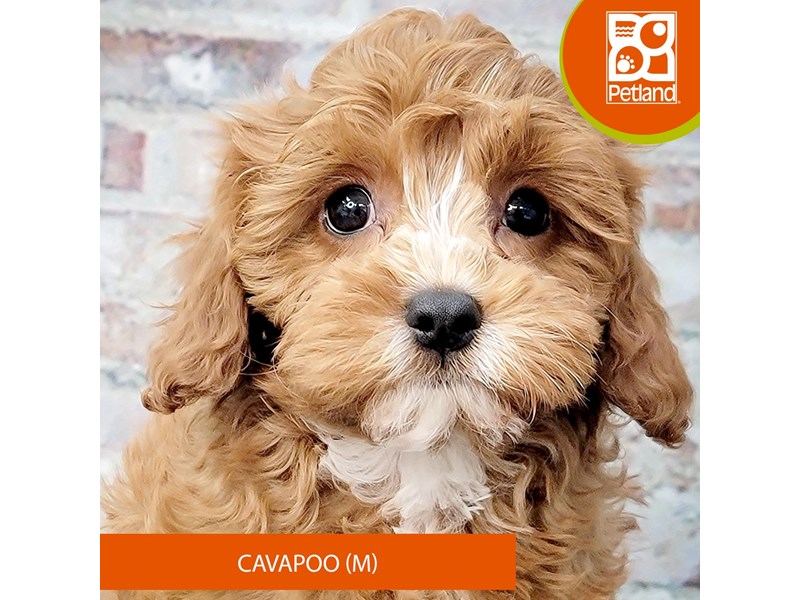 Available Pets Petland Gallipolis, OH