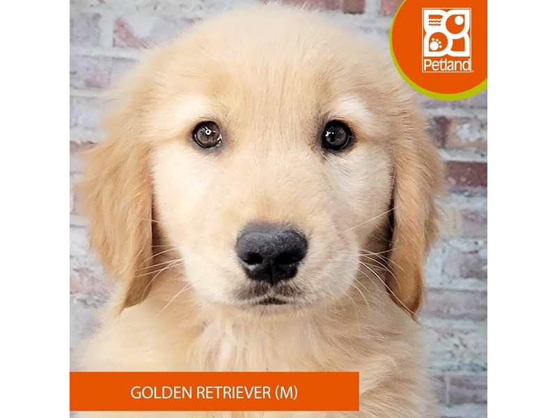 Dogs & Puppies for Sale Petland Gallipolis, Ohio