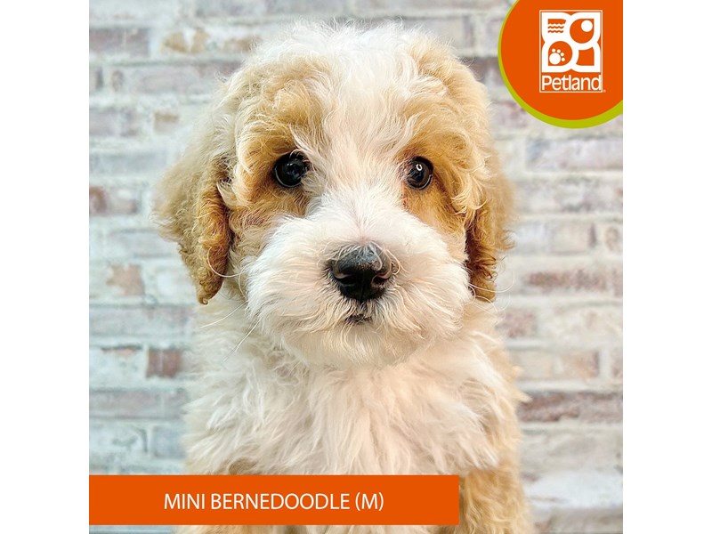 Dogs & Puppies for Sale Petland Gallipolis, Ohio