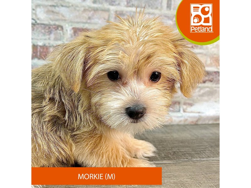 Dogs & Puppies for Sale Petland Gallipolis, Ohio