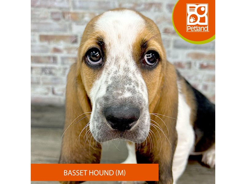 Dogs & Puppies for Sale Petland Gallipolis, Ohio