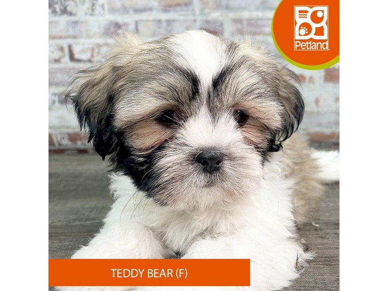 Teddy Bear Puppies For Sale Petland Gallipolis, OH