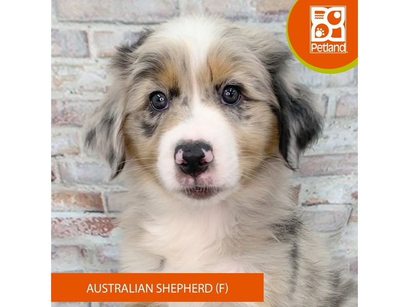 Australian Shepherd Puppies For Sale Petland Gallipolis, OH